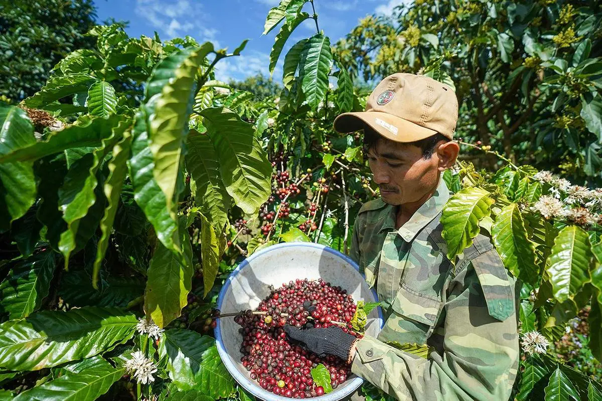 Lịch tr&igrave;nh trải nghiệm học thuật v&ugrave;ng nguy&ecirc;n liệu c&agrave; ph&ecirc; tại Bảo Lộc 3