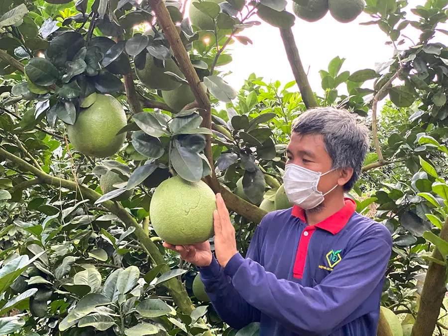 Bưởi da xanh Bến Tre, thức quả qu&yacute; ở miệt vườn Nam Bộ 5