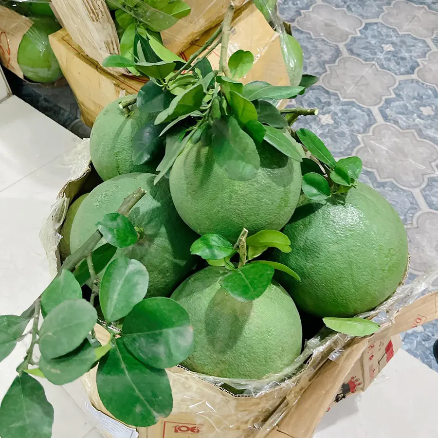 Bưởi da xanh Bến Tre, thức quả qu&yacute; ở miệt vườn Nam Bộ 7