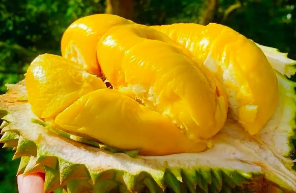 Khám phá Sầu riêng Cái Mơn, đặc sản Bến Tre nổi tiếng gần xa