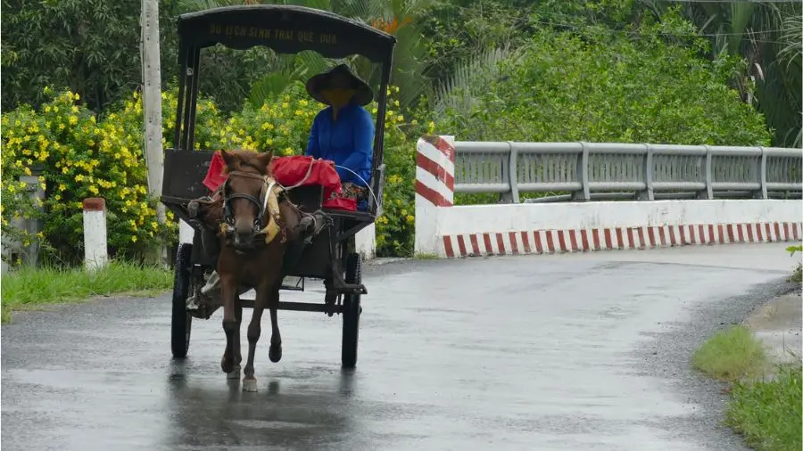 Ngồi xe ngựa kh&aacute;m ph&aacute; Bến Tre, sao lại kh&ocirc;ng t&iacute;n đồ du lịch ơi 4