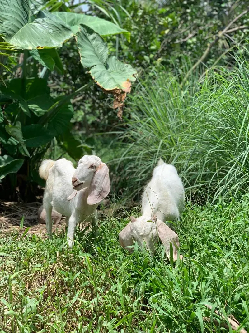 Ngh&ecirc;nh Xu&acirc;n Farmstay, mảnh đất miệt vườn y&ecirc;n b&igrave;nh giữa l&ograve;ng Bến Tre 5