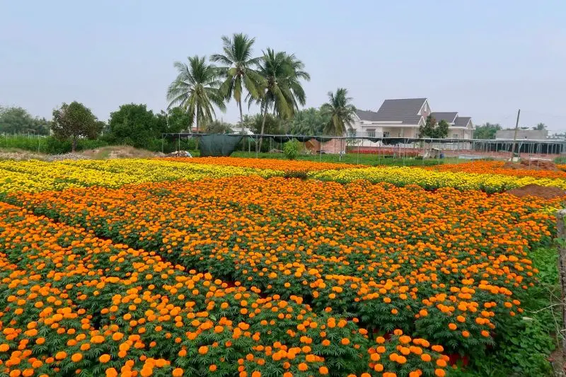 Review L&agrave;ng hoa giấy Ph&uacute; Sơn Bến Tre đẹp m&ecirc; hồn người 3