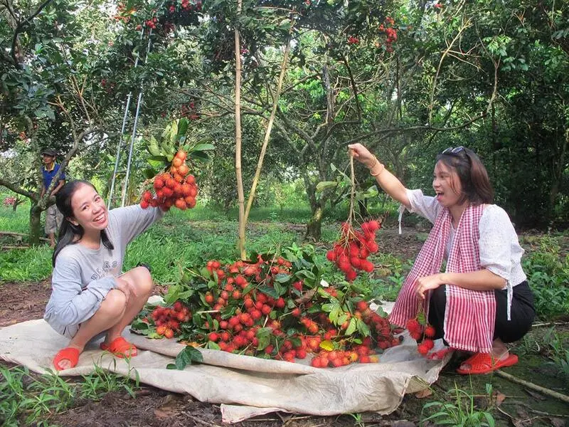 Xứ dừa Bến Tre có gì chơi mà khiến bao người nô nức ghé thăm? 12