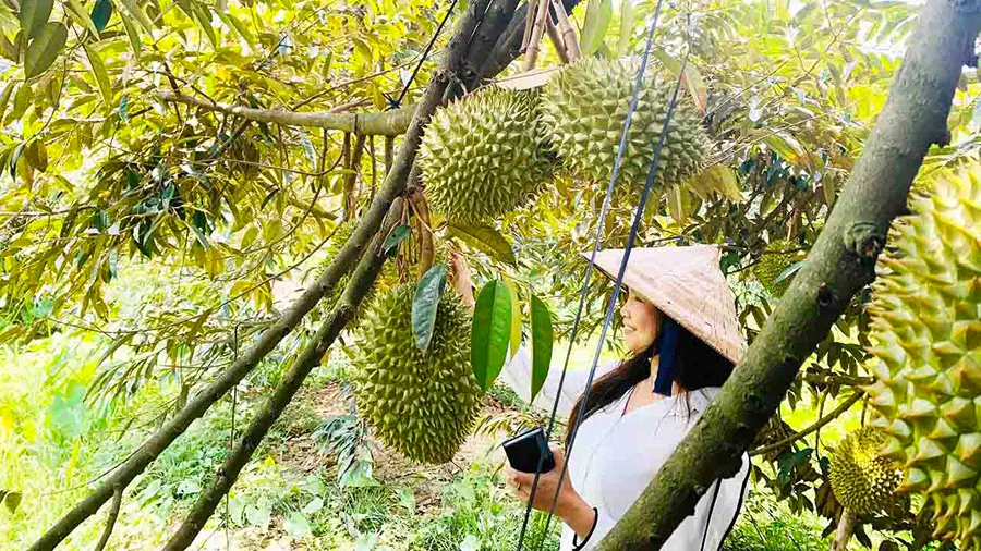 Lịch tr&igrave;nh kh&aacute;m ph&aacute; Bến Tre 2 ng&agrave;y 1 đ&ecirc;m với nhiều kỷ niệm đ&aacute;ng nhớ 5