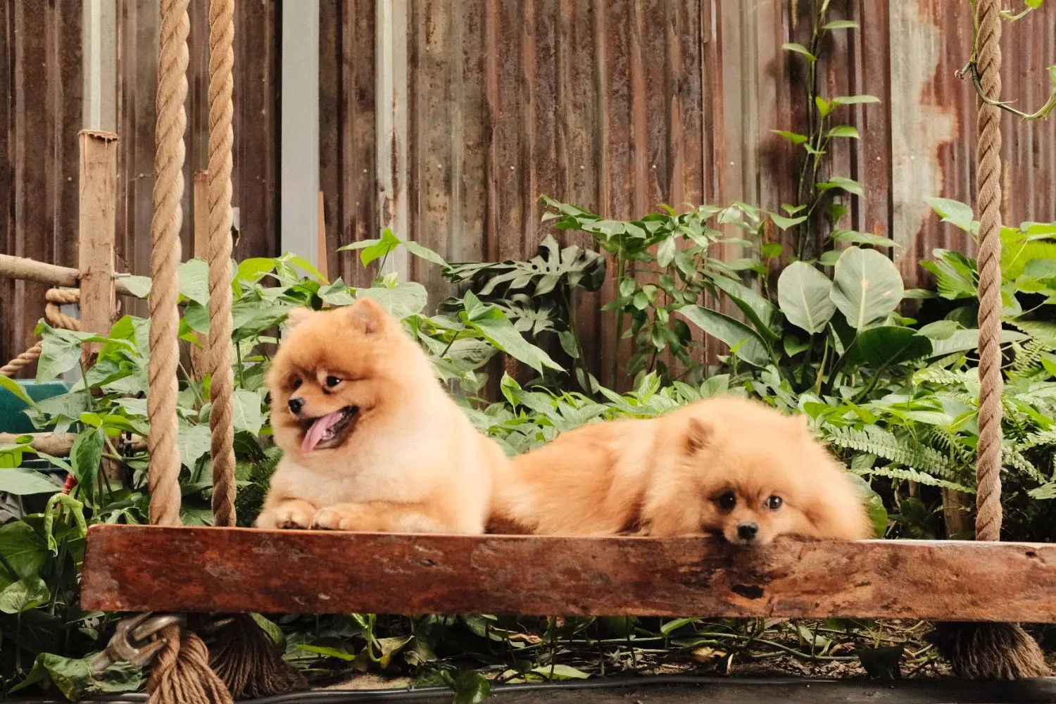 Đổi gi&oacute; với Royal Land Pet Store, kh&ocirc;ng gian c&agrave; ph&ecirc; th&uacute; cưng cực chất 4