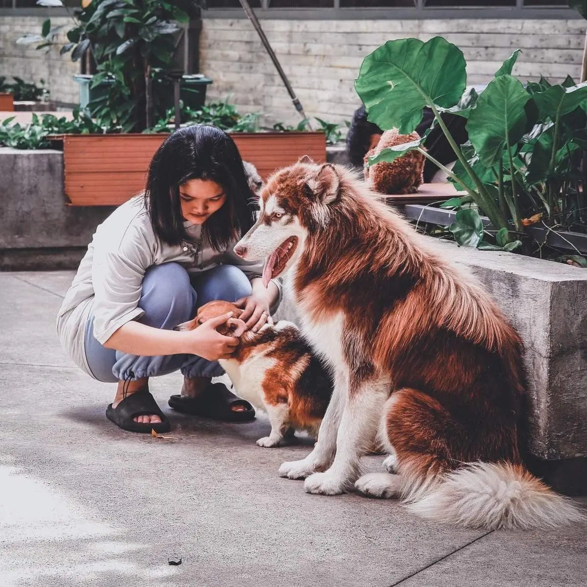 Đổi gi&oacute; với Royal Land Pet Store, kh&ocirc;ng gian c&agrave; ph&ecirc; th&uacute; cưng cực chất 5