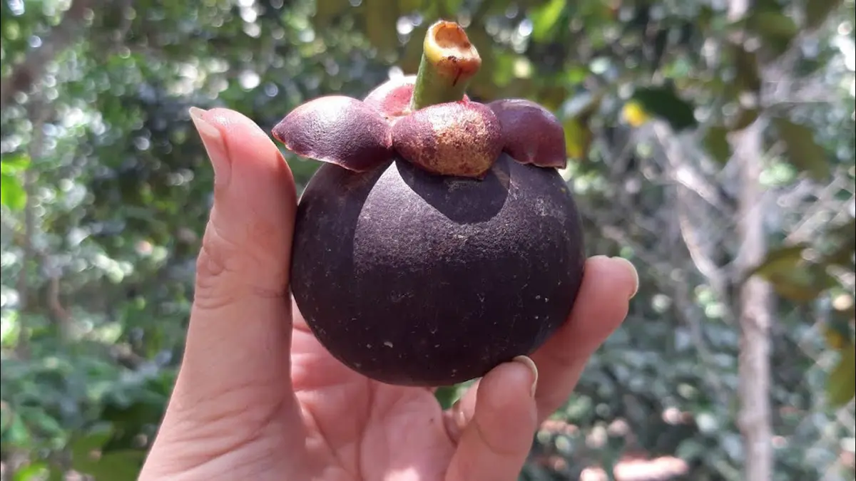 Măng cụt L&aacute;i Thi&ecirc;u v&agrave; niềm tự h&agrave;o của người d&acirc;n B&igrave;nh Dương 3