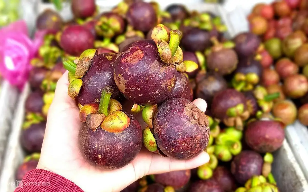 Măng cụt Lái Thiêu và niềm tự hào của người dân Bình Dương
