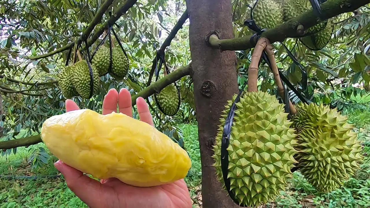 Gợi &yacute; lịch tr&igrave;nh 1 ng&agrave;y kh&aacute;m ph&aacute; vườn tr&aacute;i c&acirc;y L&aacute;i Thi&ecirc;u cực vui 4
