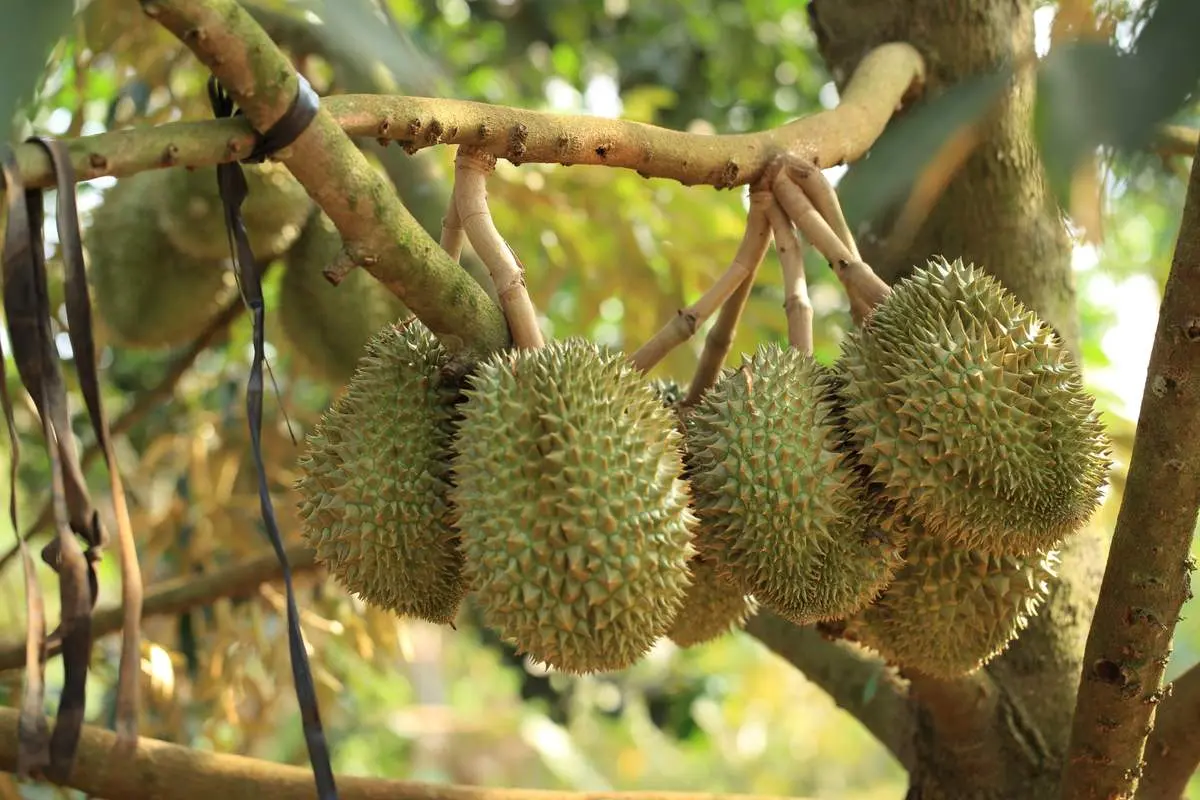Gợi ý lịch trình 1 ngày khám phá vườn trái cây Lái Thiêu cực vui