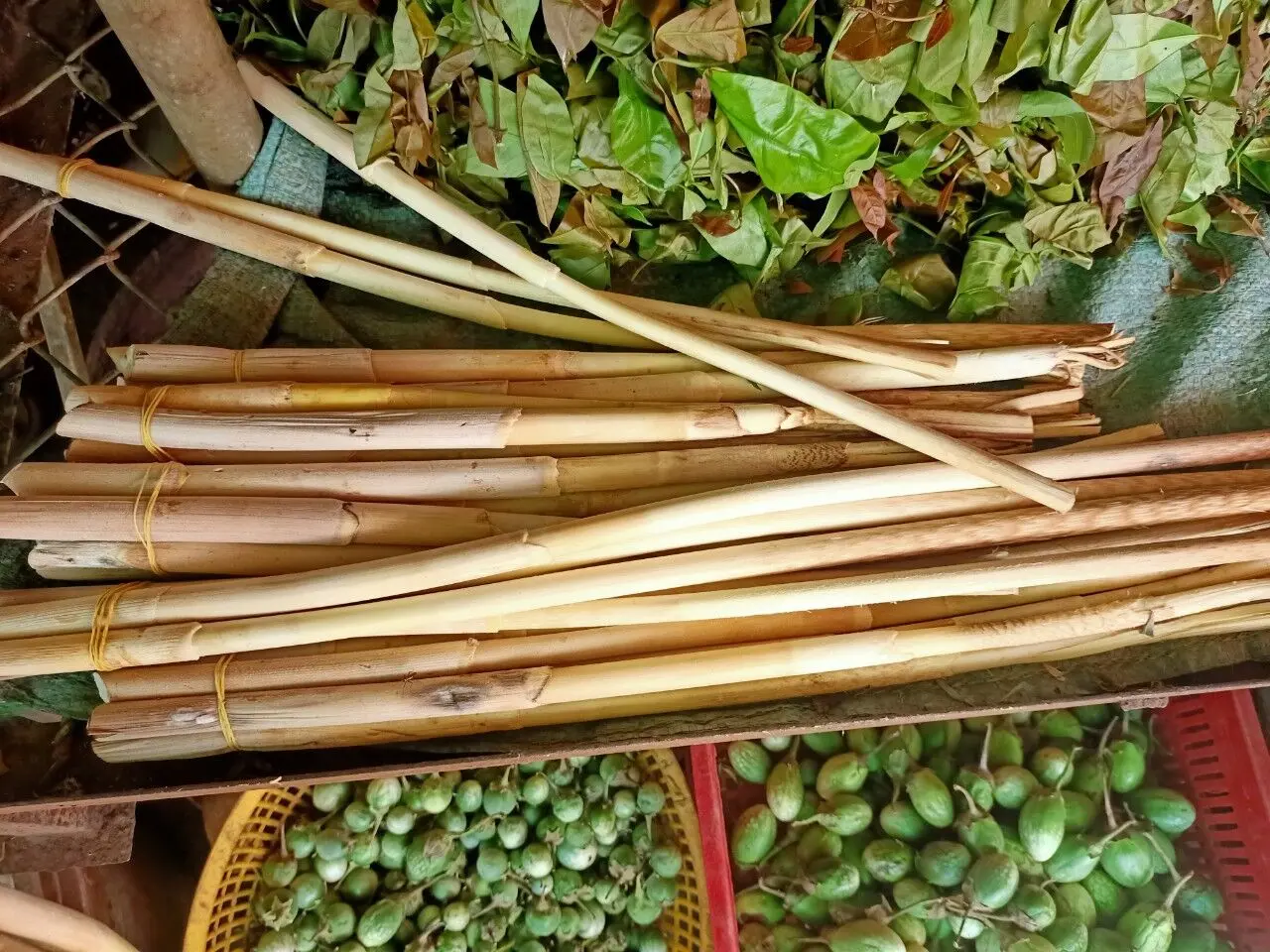 Thưởng thức Đọt m&acirc;y nướng, đặc sản thơm ngon từ n&uacute;i rừng B&igrave;nh Phước 2