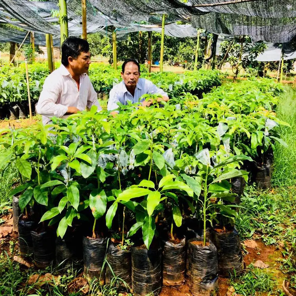 T&igrave;m hiểu về Bơ s&aacute;p M&atilde; Dưỡng v&agrave; h&agrave;nh tr&igrave;nh trở th&agrave;nh Thương hiệu ASEAN 4