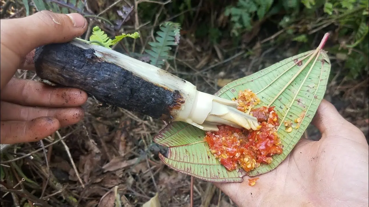 Đọt m&acirc;y gai DakLak, đặc sản độc đ&aacute;o của n&uacute;i rừng T&acirc;y Nguy&ecirc;n 7
