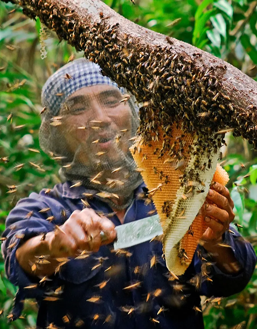 Gỏi nhộng ong rừng U Minh, đặc sản qu&yacute; hiếm ở miệt rừng tr&agrave;m 3