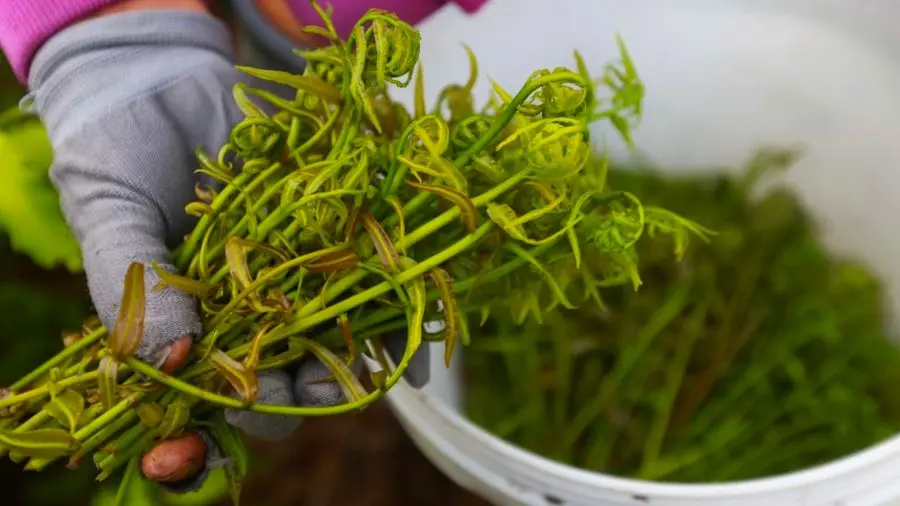 Lẩu rau rừng C&agrave; Mau, m&oacute;n ngon d&acirc;n d&atilde; đậm chất Nam Bộ 4