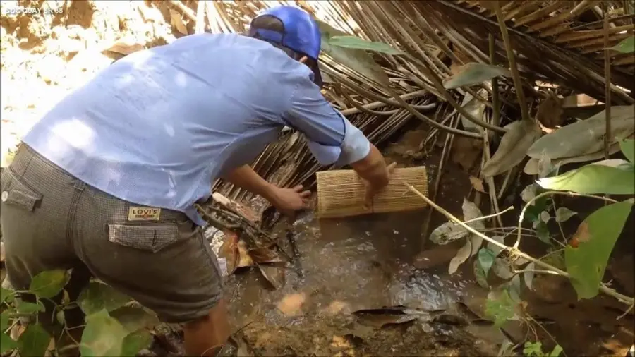 R&ugrave;a rang muối C&agrave; Mau, đặc sản của v&ugrave;ng s&ocirc;ng nước tr&ugrave; ph&uacute; 3