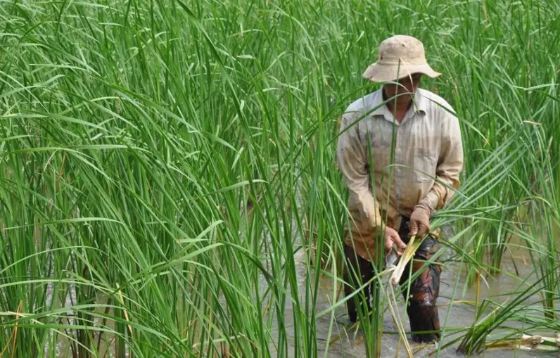 Thưởng thức Bồn bồn C&agrave; Mau, đặc sản d&acirc;n d&atilde; của v&ugrave;ng đất mũi 4