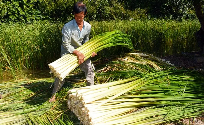 Thưởng thức Bồn bồn C&agrave; Mau, đặc sản d&acirc;n d&atilde; của v&ugrave;ng đất mũi 3
