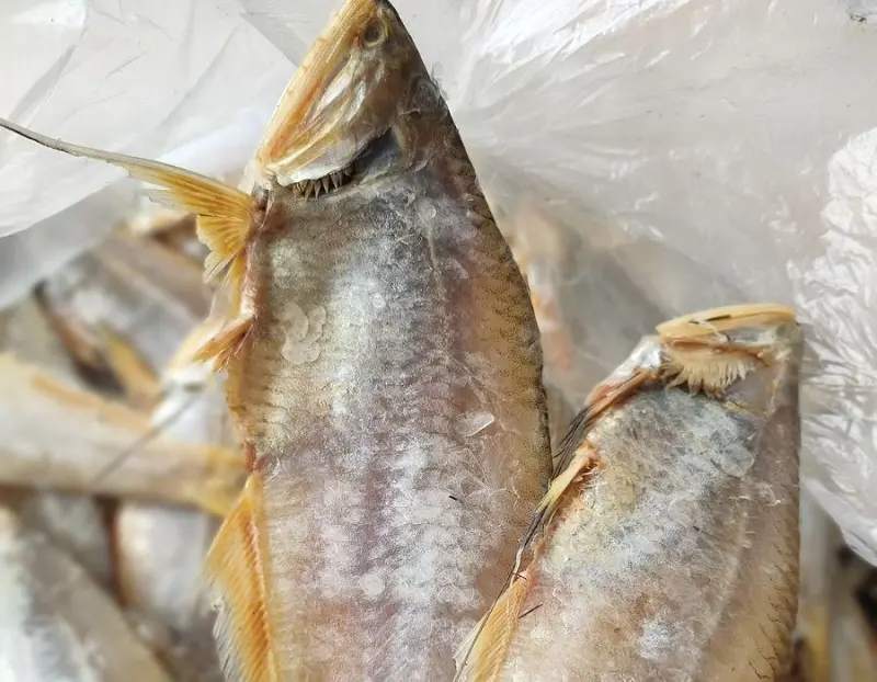 Thưởng thức Cá lẹp vàng Cà Mau thơm ngon khó cưỡng