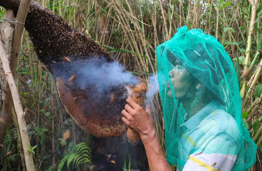 Đặc sắc Nghề gác kèo ong ở rừng U Minh Hạ Cà Mau