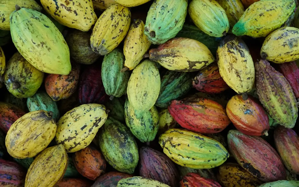 Bạn đã thử chưa Cacao Mười Cương thơm ngon chỉ có tại Tây Đô?