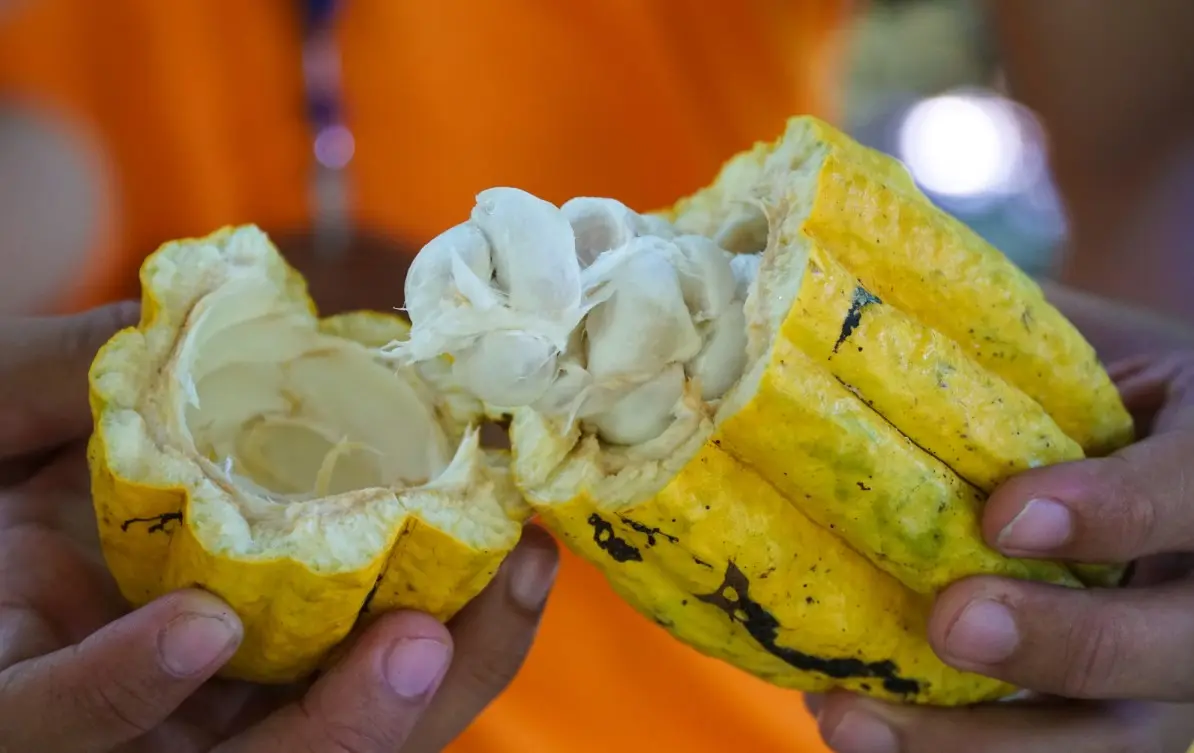 Bạn đ&atilde; thử chưa Cacao Mười Cương thơm ngon chỉ c&oacute; tại T&acirc;y Đ&ocirc;? 6