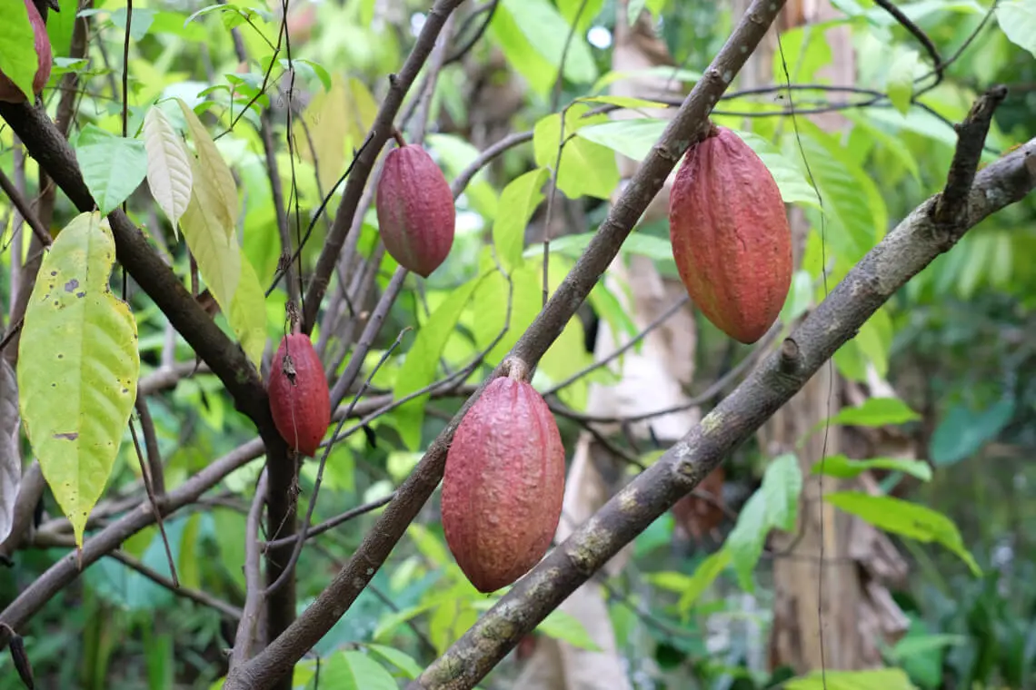 Bạn đ&atilde; thử chưa Cacao Mười Cương thơm ngon chỉ c&oacute; tại T&acirc;y Đ&ocirc;? 2