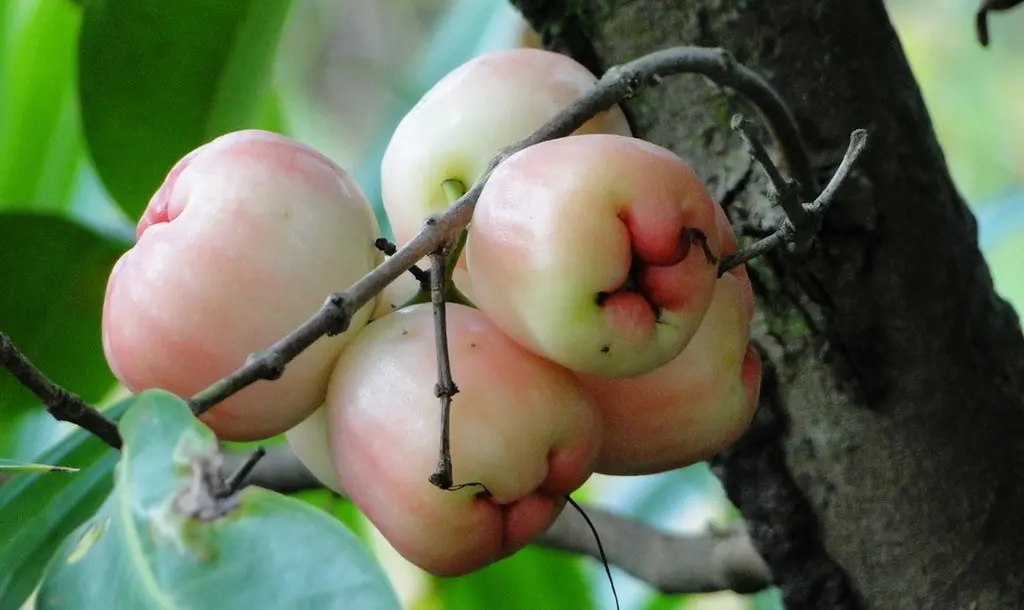 Top Tr&aacute;i c&acirc;y Cần Thơ gọi t&ecirc;n đặc sản n&agrave;o đ&atilde; ăn l&agrave; chỉ c&oacute; ghiền? 2
