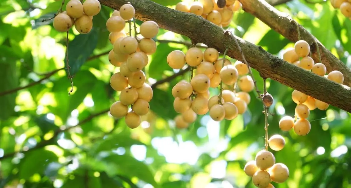 Top Tr&aacute;i c&acirc;y Cần Thơ gọi t&ecirc;n đặc sản n&agrave;o đ&atilde; ăn l&agrave; chỉ c&oacute; ghiền? 6