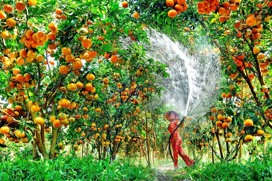 Kh&aacute;m ph&aacute; Cần Thơ mộc mạc trong h&agrave;nh tr&igrave;nh ngược về miền T&acirc;y s&ocirc;ng nước 9