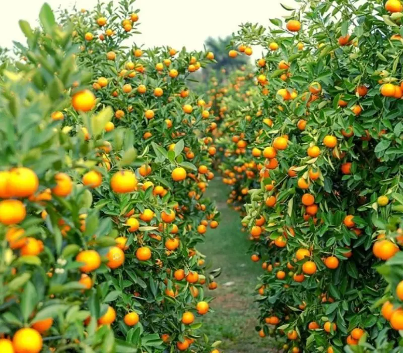 Vườn trái cây Vàm Xáng, thư giãn và tận hưởng không khí miệt vườn 5