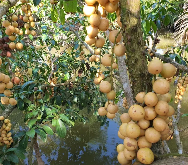 Vườn trái cây Vàm Xáng, thư giãn và tận hưởng không khí miệt vườn 3