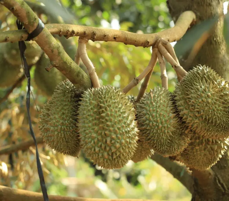 Top 5 vườn sầu riêng Cần Thơ, vừa ăn vừa mê cảnh đẹp miệt vườn