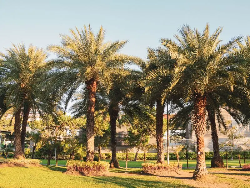 Hương vị độc đ&aacute;o của ch&agrave; l&agrave; Dubai, m&oacute;n qu&agrave; ngọt ng&agrave;o từ sa mạc 3