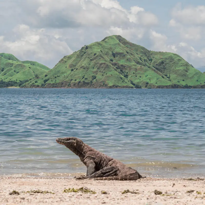Ấn tượng trước khung cảnh Labuan Bajo đẹp đắm say l&ograve;ng người 5