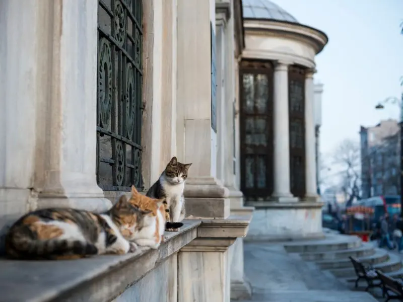 Cẩm nang du lịch Istanbul với n&eacute;t đẹp giao thoa văn h&oacute;a &Aacute;-&Acirc;u 6