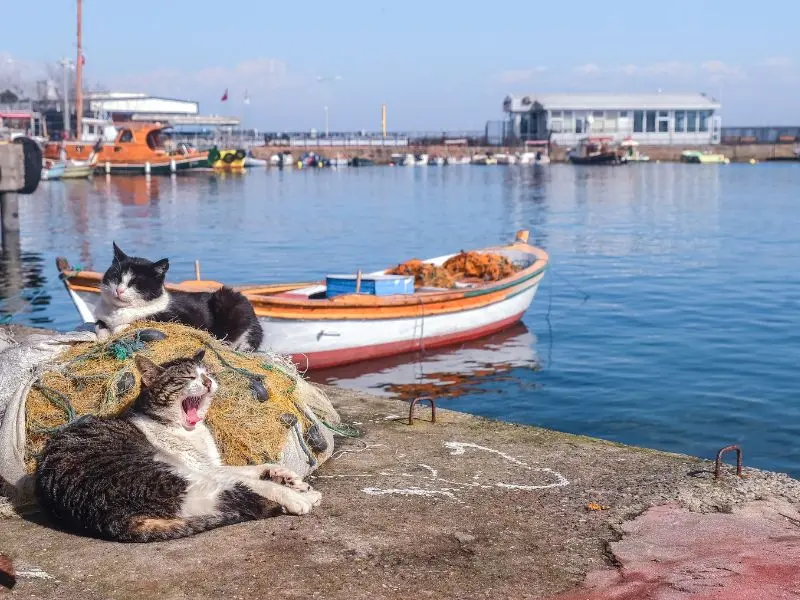 Cẩm nang du lịch Istanbul với n&eacute;t đẹp giao thoa văn h&oacute;a &Aacute;-&Acirc;u 8