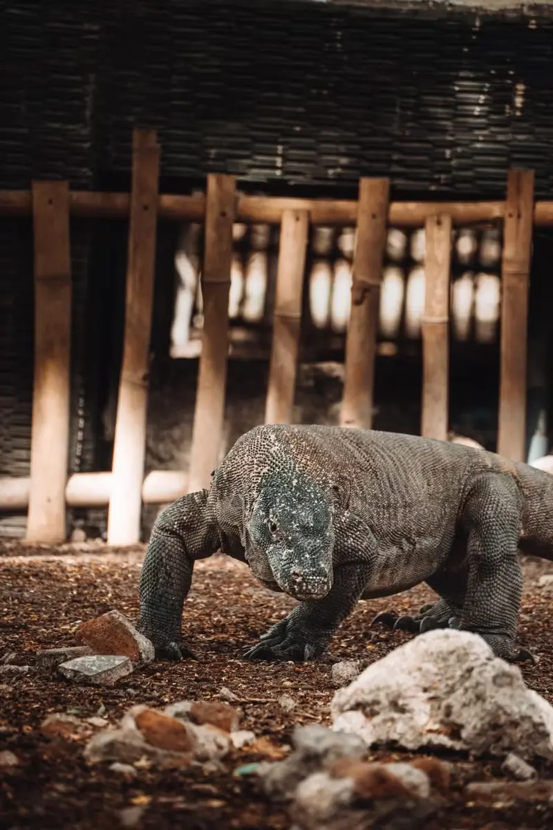 Đảo Komodo thi&ecirc;n đường của lo&agrave;i rồng độc đ&aacute;o tại Indonesia 3