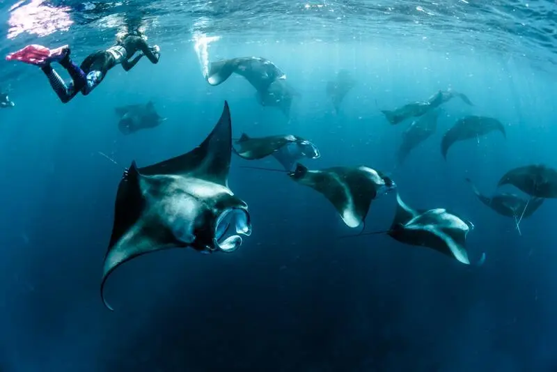 Đảo Komodo thi&ecirc;n đường của lo&agrave;i rồng độc đ&aacute;o tại Indonesia 8