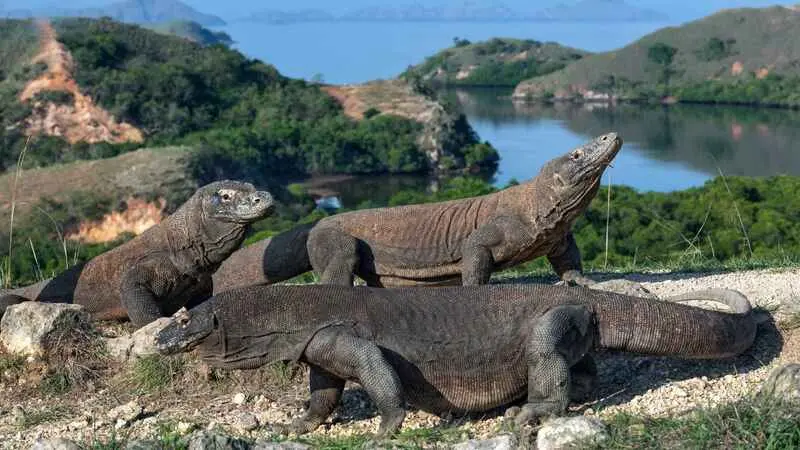 Đảo Komodo thi&ecirc;n đường của lo&agrave;i rồng độc đ&aacute;o tại Indonesia 5