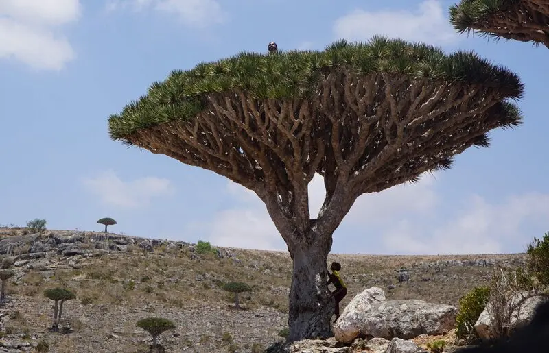 Đảo Socotra Yemen biệt lập với khung cảnh thi&ecirc;n nhi&ecirc;n như ở thế giới kh&aacute;c 11