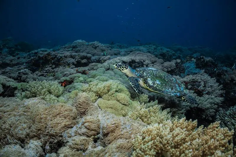 Du lịch Bali th&igrave; đừng bỏ lỡ Đảo Nusa Penida với vẻ đẹp huyền thoại 6