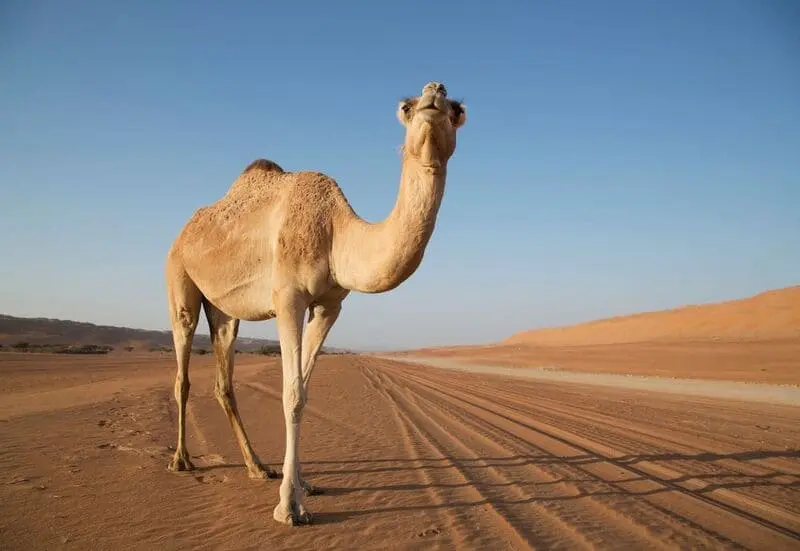 Du lịch Oman, kh&aacute;m ph&aacute; bức tranh văn h&oacute;a huyền b&iacute; Trung Đ&ocirc;ng 9