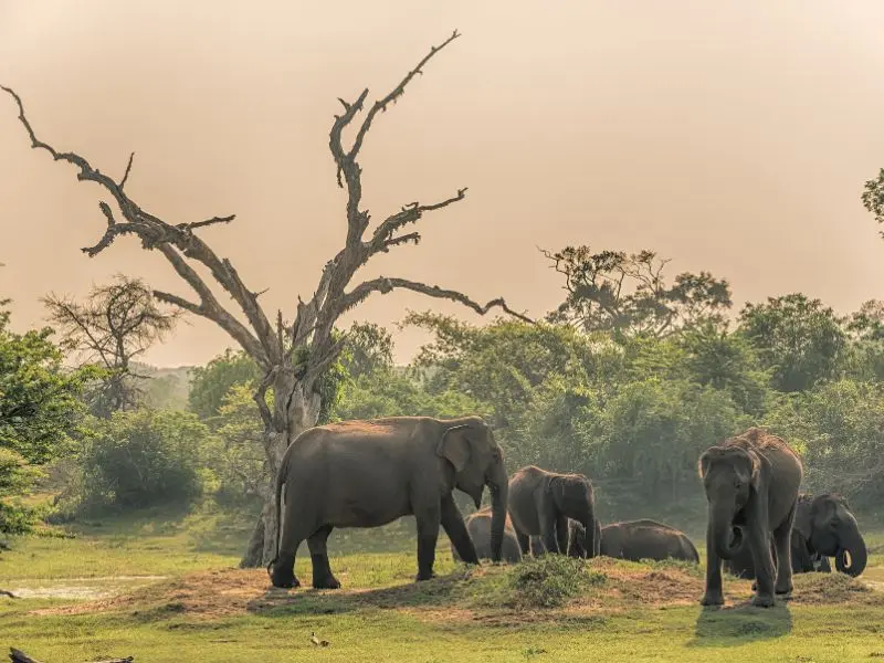 Du lịch Sri Lanka, đảo quốc y&ecirc;n b&igrave;nh ngo&agrave;i ngo&agrave;i khơi xa 14