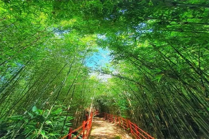 Kh&aacute;m ph&aacute; Baguio, nơi cảnh sắc đậm chất thi&ecirc;n nhi&ecirc;n tại Philippines 14