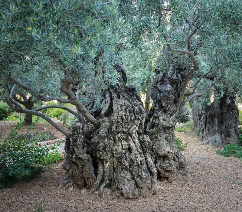 Khám phá Vườn Cây Dầu (Gethsemane): Hành trình tìm về Thánh địa Jerusalem 4