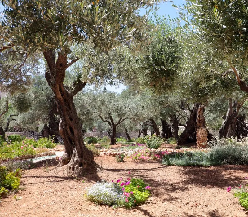 Khám phá Vườn Cây Dầu (Gethsemane): Hành trình tìm về Thánh địa Jerusalem 2