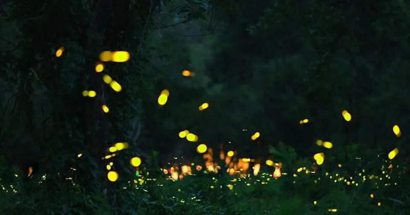 Puerto Princesa, 'nàng công chúa ngủ quên' giữa thiên nhiên Palawan 9