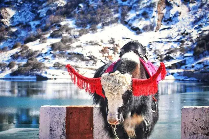 Sikkim, vi&ecirc;n ngọc ẩn b&ecirc;n những tu viện linh thi&ecirc;ng của Ấn Độ 8
